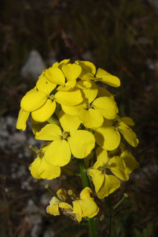 Erysimum pseudorhaeticum / Violaciocca appenninica